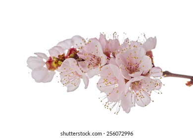 Studio shot of apricot blossom brunch isolated on white  - Shutterstock ID 256072996