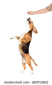 Studio Shot Of Beagle Dog Jumping Up, Isolated On White 