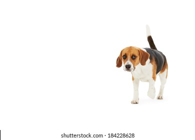 Studio Shot Of Beagle Dog Walking Against White Background