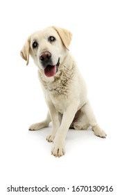 Studio shot of a beautiful blind Golden Retriever sitting and looking satisfied