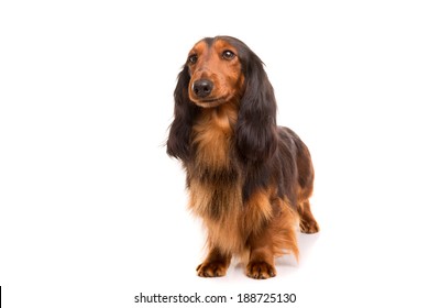 Studio shot of a beautiful long hair teckel (dachshund) 
