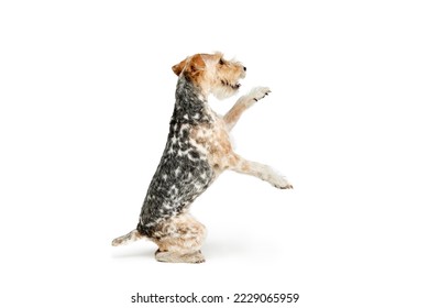 Studio shot of beautiful purebred Fox terrier dog posing isolated over white background. Sitting on hind legs, companion. Concept of motion, beauty, vet, breed, animal life. Copy space for ad