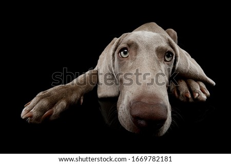 Similar – pursuer Dog Looking Snout