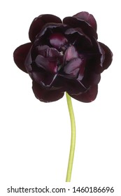 Studio Shot of Black Colored Tulip Flower Isolated on White Background. Large Depth of Field (DOF). Macro. Close-up.