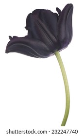 Studio Shot of Black Colored Tulip Flower Isolated on White Background. Large Depth of Field (DOF). Macro. National Flower of The Netherlands, Turkey and Hungary.