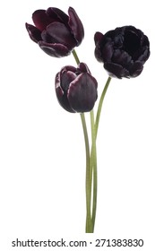 Studio Shot of Black Colored Tulip Flowers Isolated on White Background. Large Depth of Field (DOF). Macro. National Flower of The Netherlands, Turkey and Hungary.