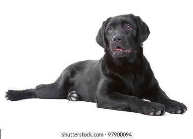 Studio shot of Black Labrador retreiver lying on isolated  white background