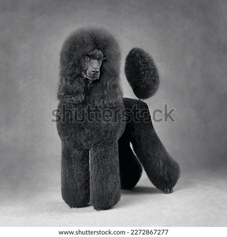 Studio shot of black poodle standing on a gray background