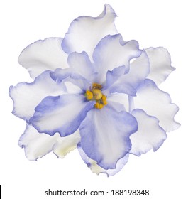 Studio Shot Of Blue Colored African Violet Flower Isolated On White Background. Large Depth Of Field (DOF). Macro.