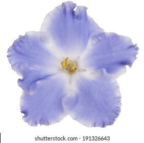 Studio Shot Of Blue Colored African Violet Flower Isolated On White Background. Large Depth Of Field (DOF). Macro.