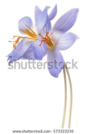 Studio Shot of Blue Colored Crocus Flowers Isolated on White Background. Large Depth of Field (DOF). Macro.