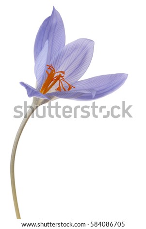 Studio Shot of Blue Colored Crocus Flower Isolated on White Background. Large Depth of Field (DOF). Macro.