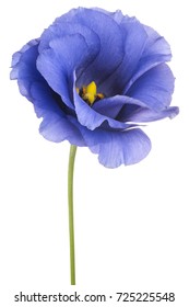 Studio Shot of Blue Colored Eustoma Flower Isolated on White Background. Large Depth of Field (DOF). Macro. - Shutterstock ID 725225548
