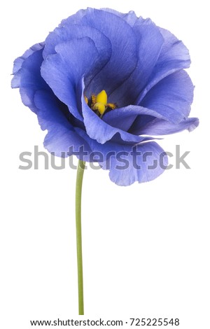 Studio Shot of Blue Colored Eustoma Flower Isolated on White Background. Large Depth of Field (DOF). Macro.