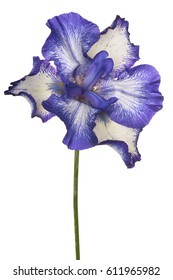 Studio Shot of Blue Colored Iris Flower Isolated on White Background. Large Depth of Field (DOF). Macro.