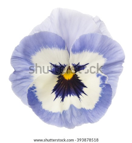 Studio Shot of Blue Colored Pansy Flower Isolated on White Background. Large Depth of Field (DOF). Macro.