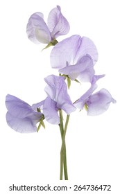 Studio Shot of  Blue Colored Sweet Pea Flowers Isolated on White Background. Large Depth of Field (DOF). Macro.