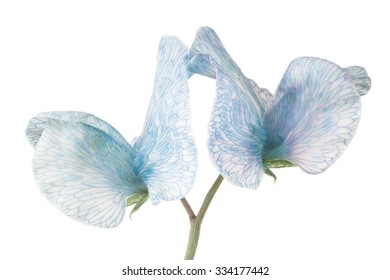 Studio Shot of Blue Colored Sweet Pea Flower Isolated on White Background. Large Depth of Field (DOF). Macro.