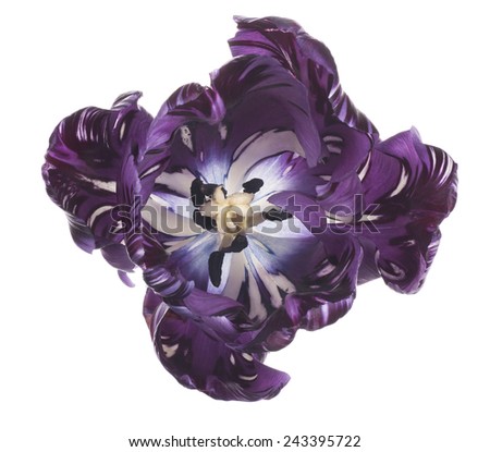 Similar – Image, Stock Photo Cutout tulip macro
