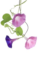 Studio Shot Of  Blue And Pink Colored Morning Glory Flowers Isolated On White Background. Large Depth Of Field (DOF). Macro.
