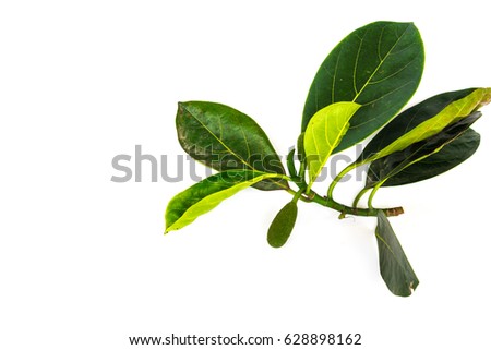 Studio shot a branch of jackfruit tree (Artocarpus heterophyllus) with bunch of leaves, buds and young fruits isolated on white background. Growing tropical jackfruit, minor fruit crop concept