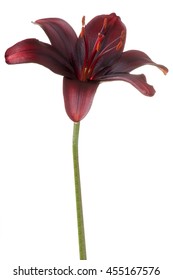 Studio Shot of Burgundi-red Colored Lily Flower Isolated on White Background. Large Depth of Field (DOF). Macro.
