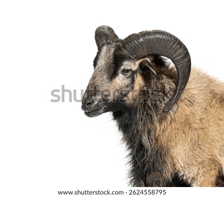 Studio shot of a cameroon sheep looking sideways against a white background