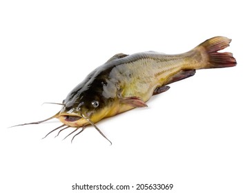 211 Channel catfish white background Images, Stock Photos & Vectors ...