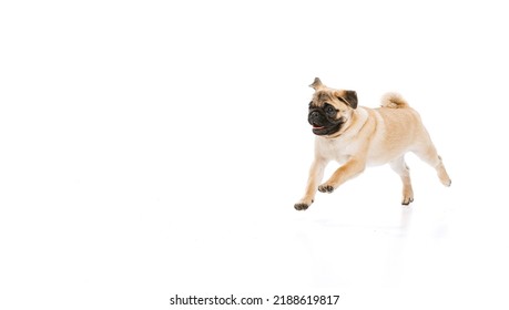 Studio shot of cheerful purebred dog, pug, posing, running isolated over white background. Concept of movement, pets love, domestic animal life, beauty, domestic pet. Copy space for ad