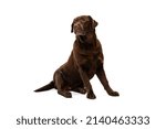 Studio shot of chocolate color labrador, purebred dog posing isolated on white background. Concept of animal, pets, vet, friendship. Copy space for ad, design