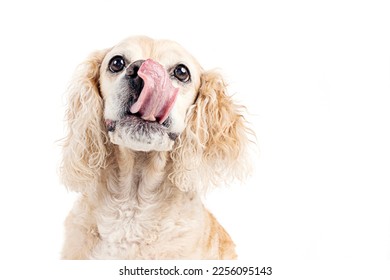Studio shot of Cocker Spaniel isolated on white background with tongue sticking out - Shutterstock ID 2256095143