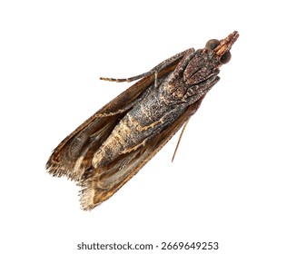 Studio shot of a common clothes moth, Tineola bisselliella,  isolated on white background showing wings and antennae