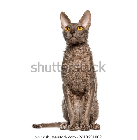 Studio shot of a cornish rex cat sitting and looking up, isolated on white