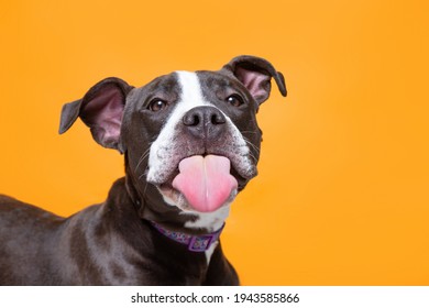 Studio Shot Of A Cute Dog On An Isolated Background 