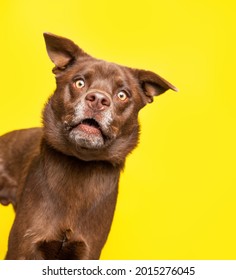 Studio Shot Of A Cute Dog On An Isolated Background