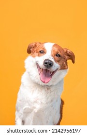 studio shot of a cute dog on an isolated background  - Shutterstock ID 2142956197