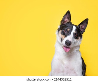 studio shot of a cute dog on an isolated background 