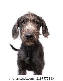 Studio Shot Of A Cute Dog On An Isolated Background 