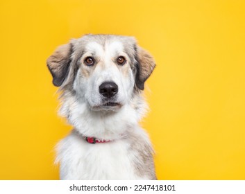 studio shot of a cute dog on an isolated background - Shutterstock ID 2247418101