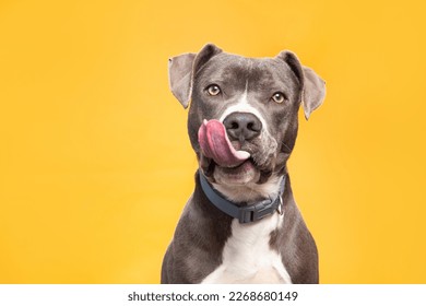 studio shot of a cute dog on an isolated background  - Shutterstock ID 2268680149