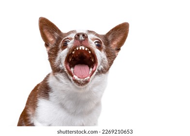 studio shot of a cute dog on an isolated background - Shutterstock ID 2269210653