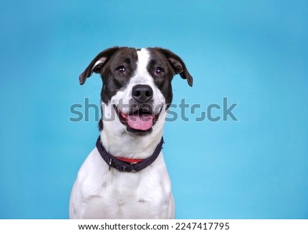 studio shot of a cute dog on an isolated background 商業照片 © 