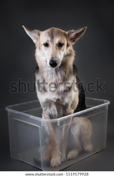 Studio shot of cute mixed breed husky dog sitting\
in transparent plastic container and waiting for a trip. the\
concept of moving