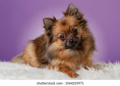 A Studio Shot Of A Cute Pomeranian Dog. 