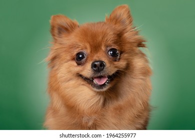 A Studio Shot Of A Cute Pomeranian Dog. 