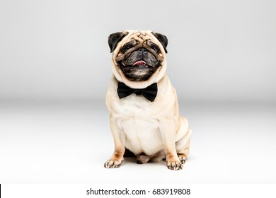 dog in tie