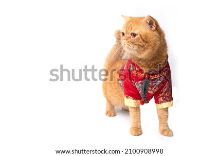 Studio shot of cute scottish fold cat wearing chinese new year costume standing and looking to something.
