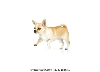 Studio Shot Of Cute Small Chihuhua Dog Walking Around, Posing In Motion Isolated Over White Background. Running. Concept Of Animal Life, Breeds, Vet And Care. Copy Space For Ad, Text, Design