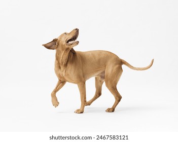 Studio shot of dog hungarian Vizsla Walking; isolated on white background