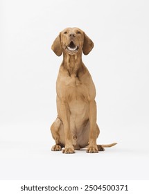 Studio shot of dog hungarian Vizsla sitting isolated on white background